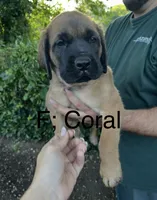 Coral “red”, a female English Mastiff for sale in Forked River, NJ – 5 of 9