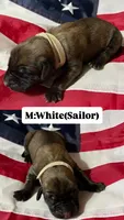 Sailor “white”, a male English Mastiff for sale in Forked River, NJ – 2 of 4