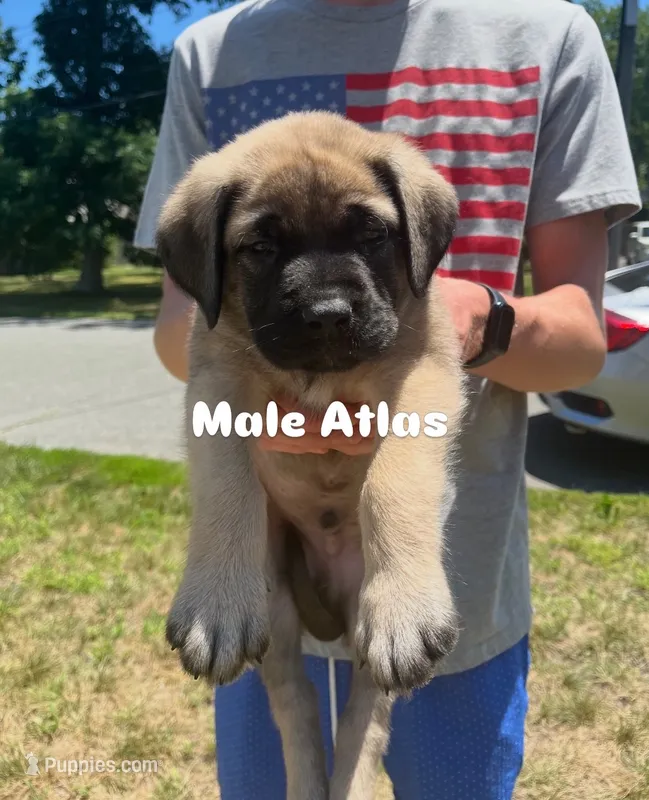 Atlas “orange” – English Mastiff puppy for sale in Forked River, NJ