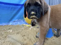Pearl , a female English Mastiff for sale in Forked River, NJ – 5 of 10