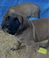 Pearl, a female English Mastiff for sale in Forked River, NJ – 3 of 5