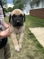 Storm “grey” SOLD, a male English Mastiff for sale in Forked River, NJ – 3 of 9