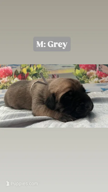 Storm “grey” – English Mastiff puppy for sale in Forked River, NJ