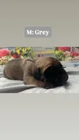 Storm “grey”, a male English Mastiff for sale in Forked River, NJ – 1 of 5