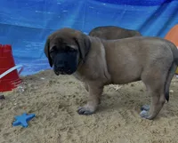 Coral “red”, a female English Mastiff for sale in Forked River, NJ – 3 of 9