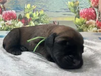 Bay “green”, a female English Mastiff for sale in Forked River, NJ – 2 of 2