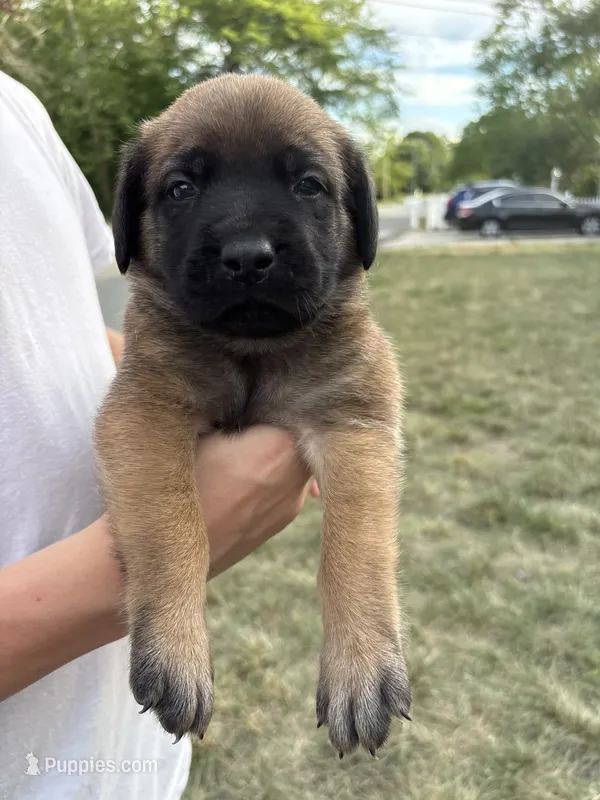 Coral “red” – English Mastiff puppy for sale in Forked River, NJ