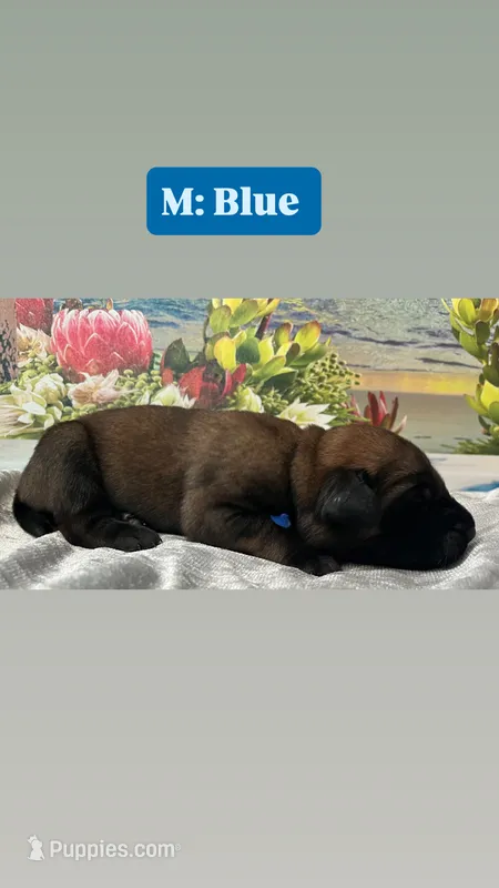 Cove “blue” – English Mastiff puppy for sale in Forked River, NJ