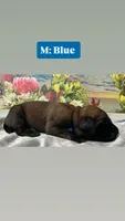 Cove “blue”, a male English Mastiff for sale in Forked River, NJ – 1 of 5