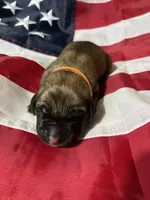 Atlas “orange”, a male English Mastiff for sale in Forked River, NJ – 4 of 4