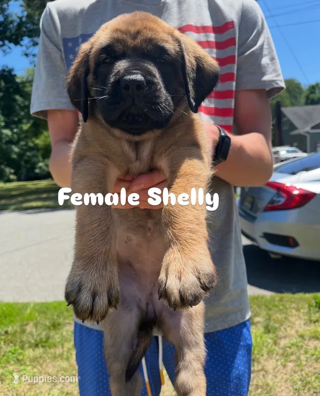 Shelly “yellow”  – English Mastiff puppy for sale in Forked River, NJ
