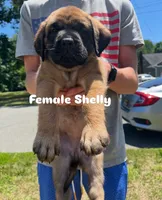Shelly “yellow” , a female English Mastiff for sale in Forked River, NJ – 5 of 9