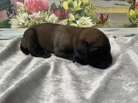 Cove “blue”, a male English Mastiff for sale in Forked River, NJ – 5 of 5
