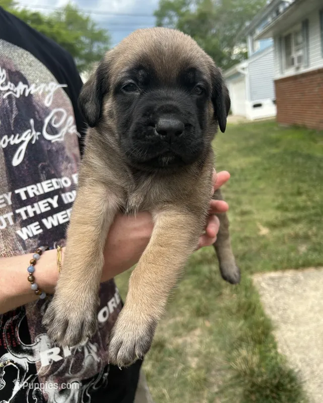 Sailor “white” – English Mastiff puppy for sale in Forked River, NJ