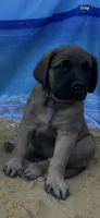 Bay “green”, a female English Mastiff for sale in Forked River, NJ – 2 of 10