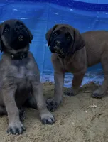 Pearl , a female English Mastiff for sale in Forked River, NJ – 6 of 10
