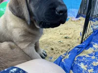 Bay “green”, a female English Mastiff for sale in Forked River, NJ – 4 of 10