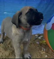 Atlas , a male English Mastiff for sale in Forked River, NJ – 3 of 7