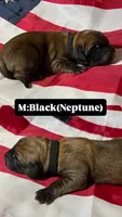 Neptune “black”, a male English Mastiff for sale in Forked River, NJ – 2 of 6