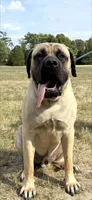 Pearl, a female English Mastiff for sale in Forked River, NJ – 5 of 5