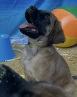 Shelly “yellow” , a female English Mastiff for sale in Forked River, NJ – 2 of 9