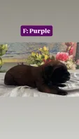 Pearl “purple”, a female English Mastiff for sale in Forked River, NJ – 1 of 3