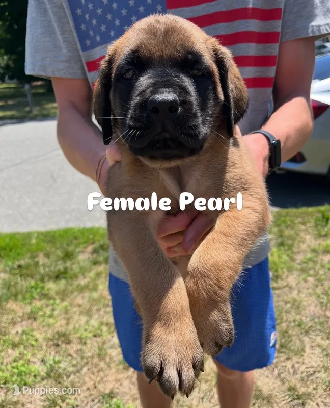 Pearl “purple” – English Mastiff puppy for sale in Forked River, NJ