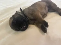 Neptune “black”, a male English Mastiff for sale in Forked River, NJ – 3 of 6