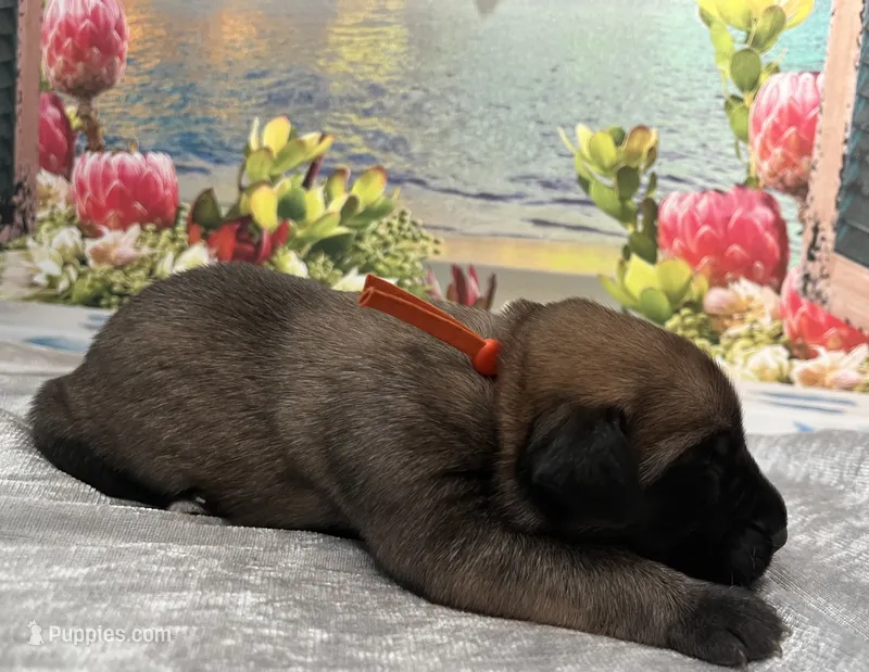 Atlas “orange” – English Mastiff puppy for sale in Forked River, NJ