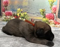 Atlas “orange”, a male English Mastiff for sale in Forked River, NJ – 1 of 4
