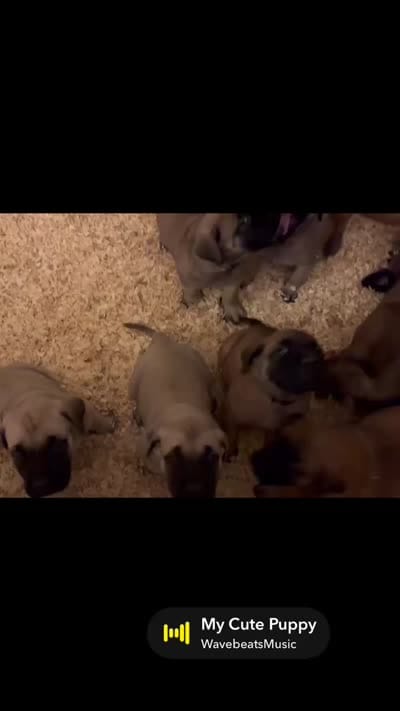 Shelly “yellow” , a female English Mastiff for sale in Forked River, NJ – 9 of 9