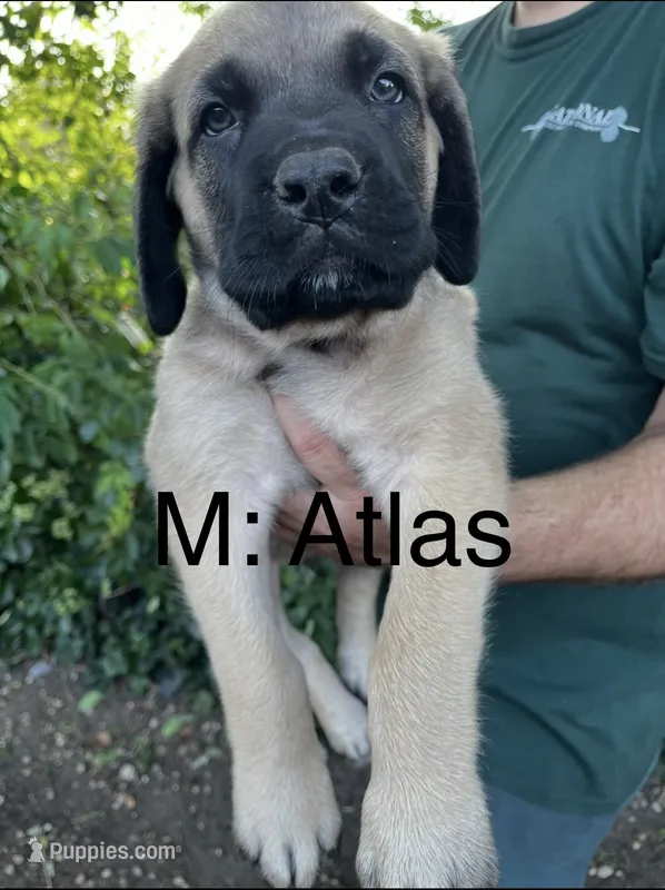 Atlas “orange” – English Mastiff puppy for sale in Forked River, NJ