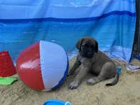 Pearl , a female English Mastiff for sale in Forked River, NJ – 9 of 10
