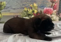 Pearl “purple”, a female English Mastiff for sale in Forked River, NJ – 2 of 3