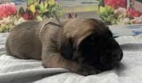 Storm “grey”, a male English Mastiff for sale in Forked River, NJ – 3 of 5