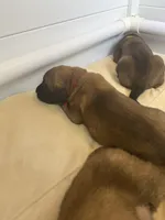 Coral “red”, a female English Mastiff for sale in Forked River, NJ – 3 of 5