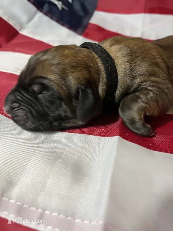 Neptune “black” – English Mastiff puppy for sale in Forked River, NJ