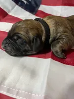 Neptune “black”, a male English Mastiff for sale in Forked River, NJ – 1 of 6