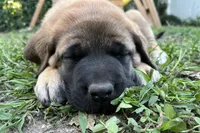Coral “red”, a female English Mastiff for sale in Forked River, NJ – 6 of 9