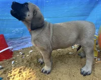Atlas , a male English Mastiff for sale in Forked River, NJ – 4 of 7