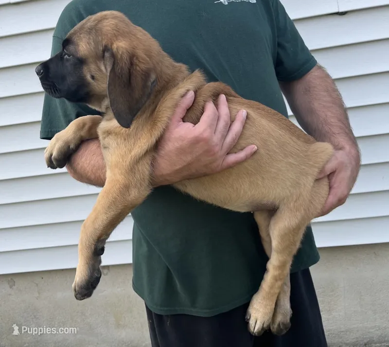 Bay “green” – English Mastiff puppy for sale in Forked River, NJ