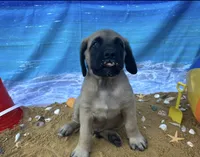Atlas , a male English Mastiff for sale in Forked River, NJ – 5 of 7