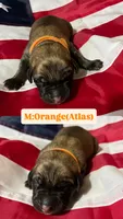 Atlas “orange”, a male English Mastiff for sale in Forked River, NJ – 2 of 4