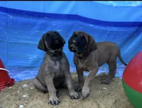 Pearl , a female English Mastiff for sale in Forked River, NJ – 3 of 10