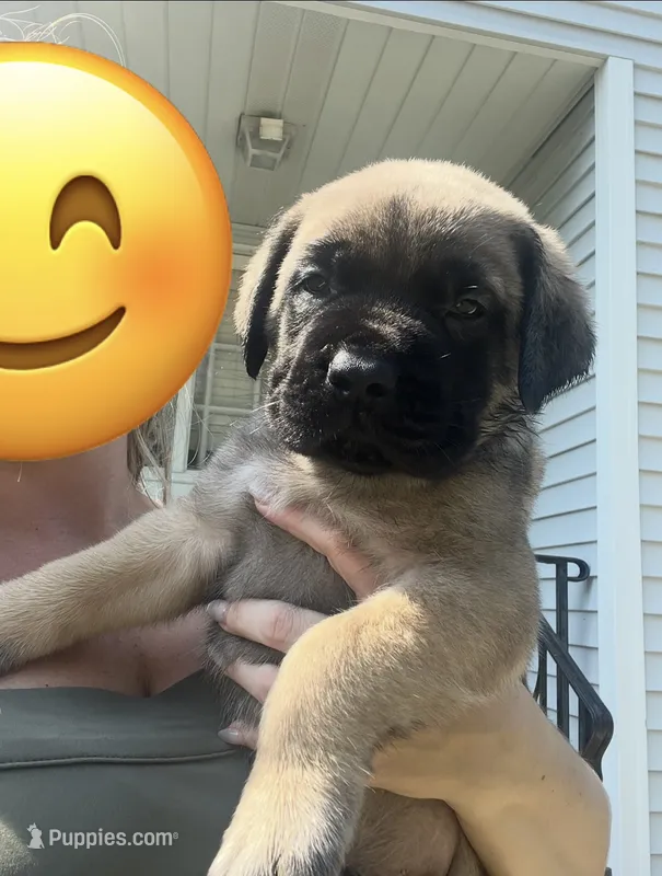 Sailor “white” – English Mastiff puppy for sale in Forked River, NJ