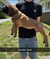 Pearl, a female English Mastiff for sale in Forked River, NJ – 4 of 5