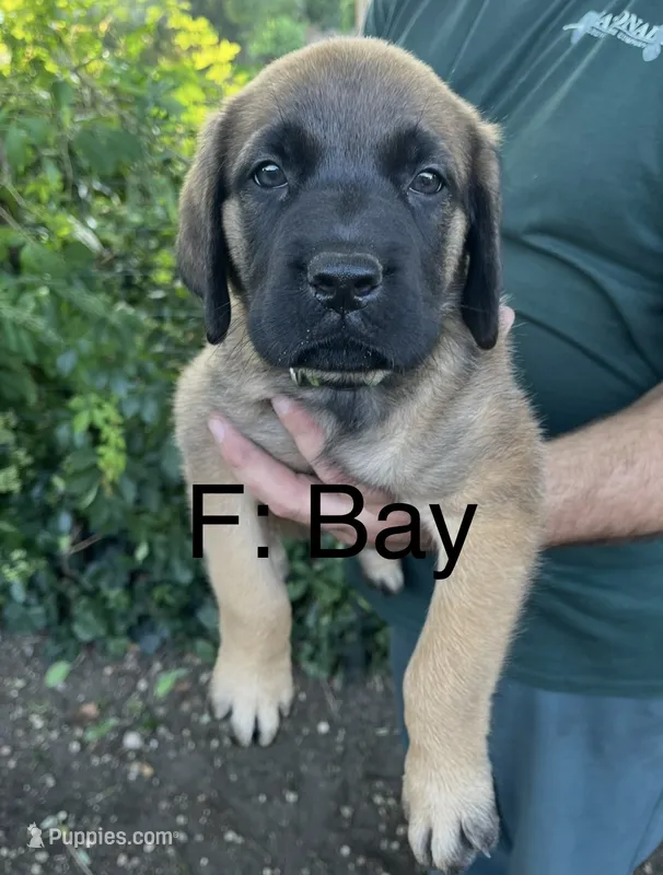 Bay “green” – English Mastiff puppy for sale in Forked River, NJ