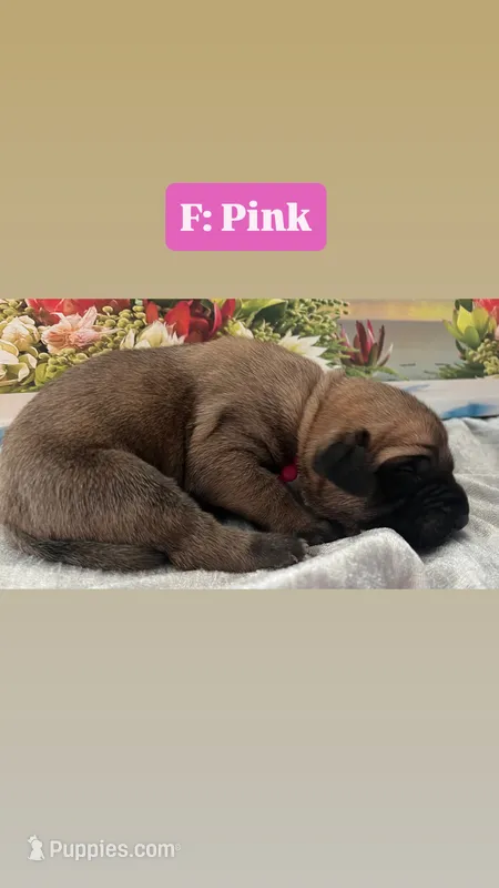 Sandy “pink” – English Mastiff puppy for sale in Forked River, NJ