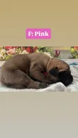 Sandy “pink”, a female English Mastiff for sale in Forked River, NJ – 1 of 4
