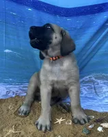 Atlas , a male English Mastiff for sale in Forked River, NJ – 7 of 7